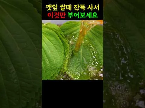깻잎 물김치