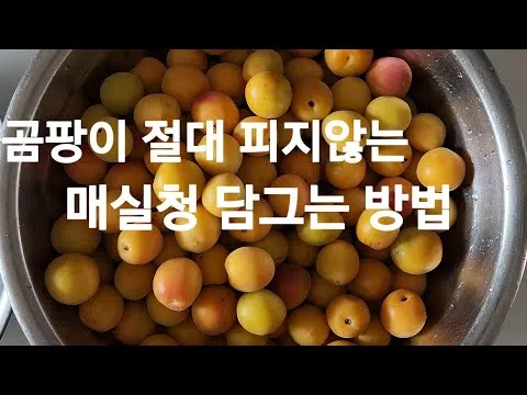 실패 없는 매실청