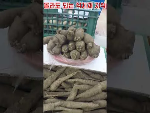 지역별 더덕 특징