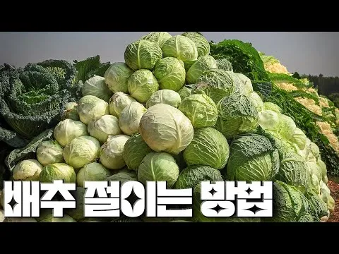 김장 배추 절이는 방법