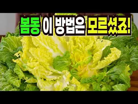 봄동전