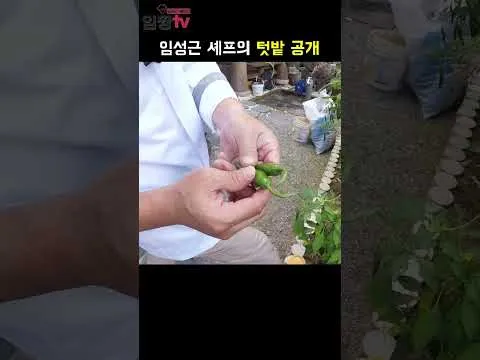청양고추 된장무침