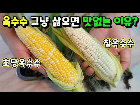 옥수수 맛있게 삶는 법