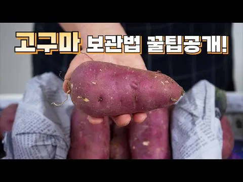 고구마 보관법