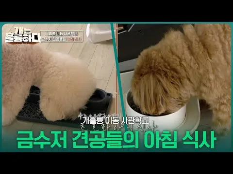 반려견을 위한 유산균 사료 식사